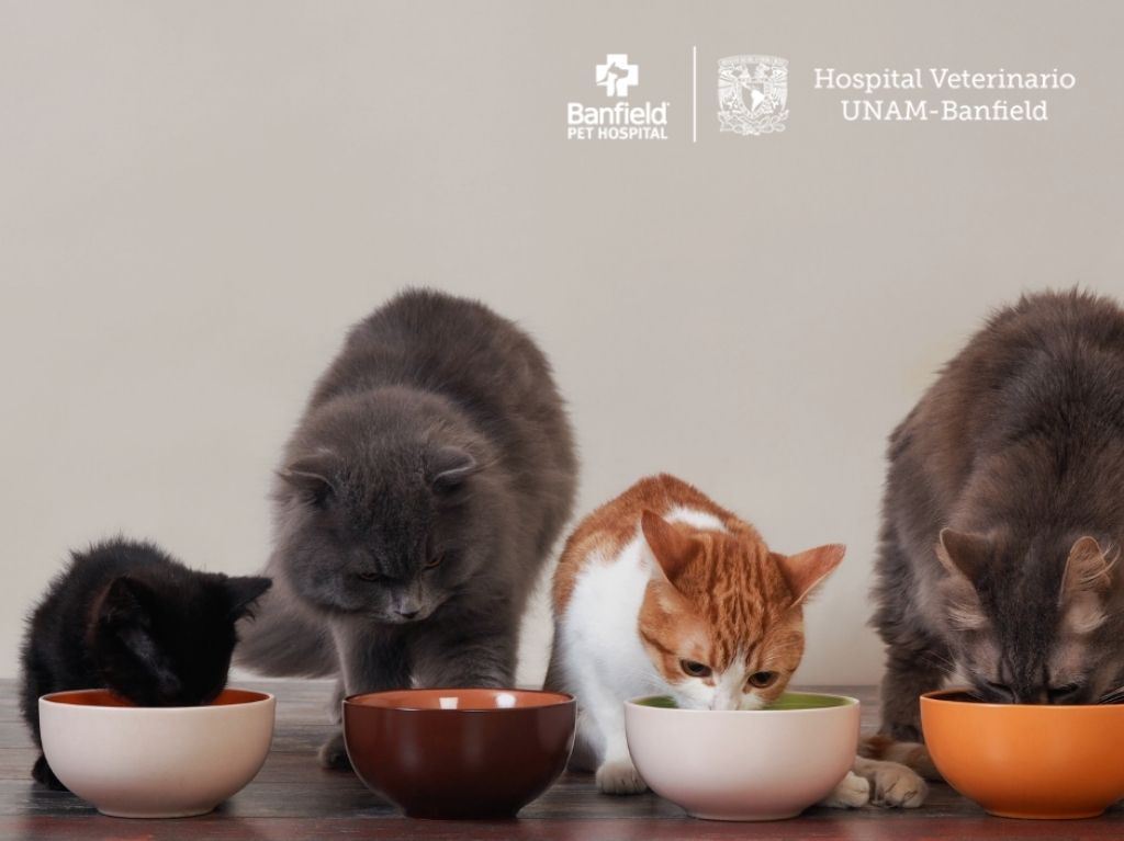 Banfield Pet Hospital